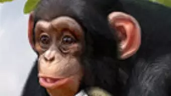 Análisis de Zoo Tycoon