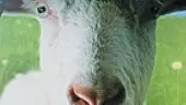 Goat Simulator: Próximamente en Xbox