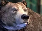 Bear Simulator: Tráiler de Lanzamiento