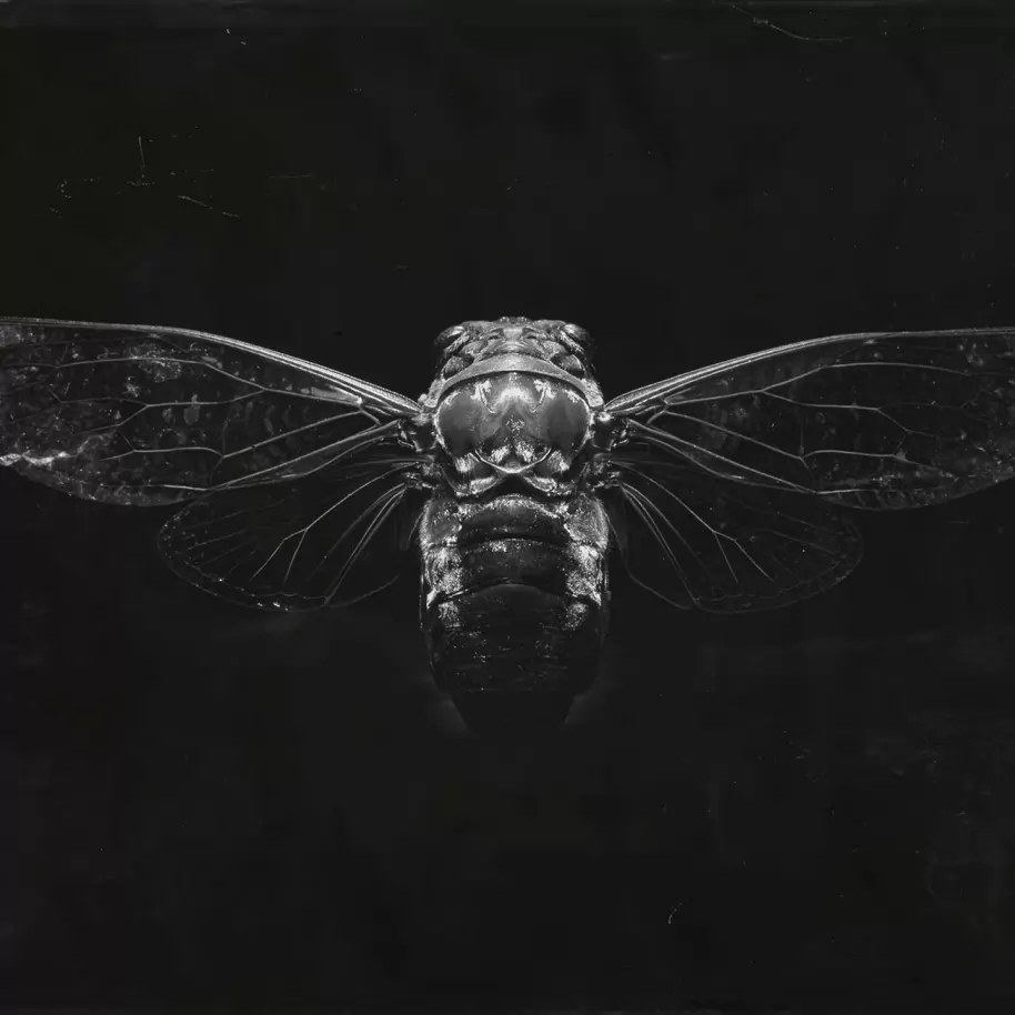 Hunt Showdown