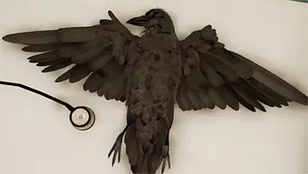 The Assembly: Induction Tráiler