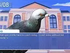 Hatoful Boyfriend 