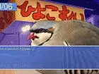 Hatoful Boyfriend - Pantalla