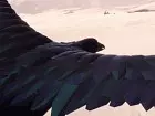 Vane