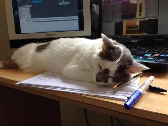 The Purring Quest - PC