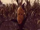 Maize - Pantalla