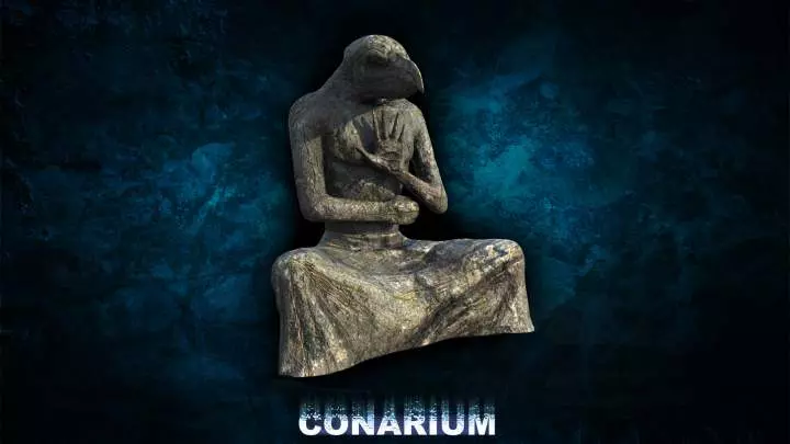 Conarium