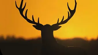 theHunter Call of the Wild: Fecha de Lanzamiento