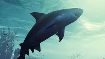 Nintendo Switch se lleva al tiburón y el sangriento Maneater llegará a la consola híbrida en mayo