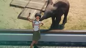 Tráiler de anuncio de Planet Zoo, lo nuevo de los autores de Jurassic World Evolution