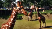 Increíble tráiler de Planet Zoo en el E3 2019 ¡Es superbonito!