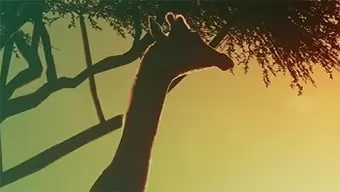 Ya está aquí el simulador de zoológicos definitivo, Planet Zoo se lanza en PC