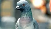 Tráiler de anuncio de Pigeon Simulator