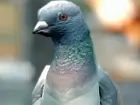 Tráiler de anuncio de Pigeon Simulator