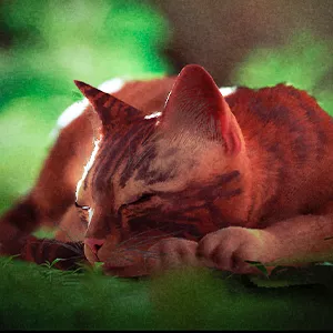 Stray Análisis
