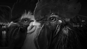 Cine negro y pollos detectives en el tráiler de Chicken Police, una aventura gráfica a lanzar en noviembre