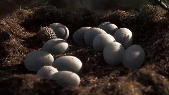 Supervivencia, terror y gráficos hiperrealistas: la fórmula del nuevo sucesor espiritual de Dino Crisis