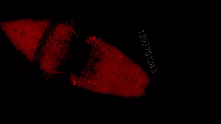 Project C (Sam Barlow)