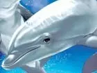 Dolphin: Tus amigos del mar