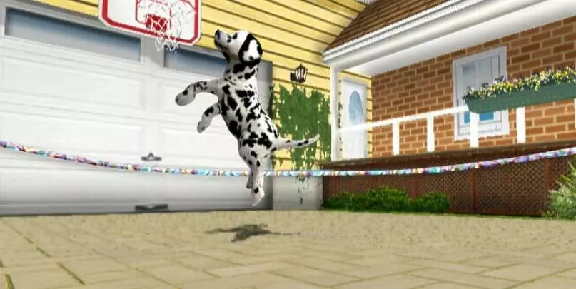 Animalz Sports: Dogz