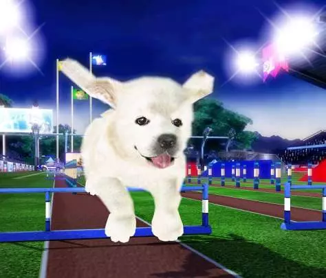 Animalz Sports Dogz