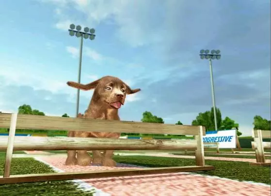 Animalz Sports Dogz