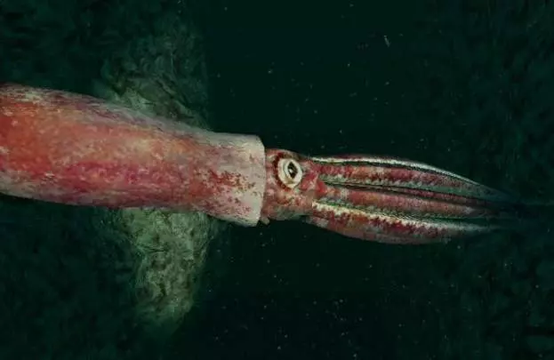 Endless Ocean 2 - Wii