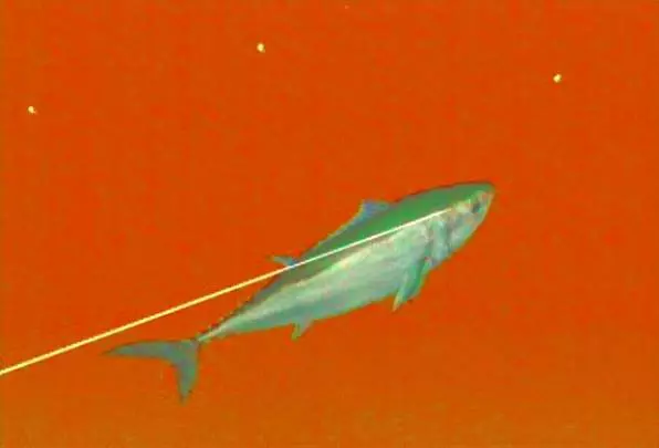 Reel Fishing Angler's Dream