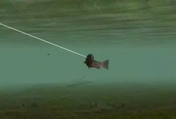 Reel Fishing Angler's Dream - Wii