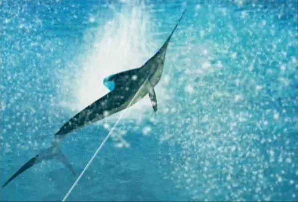Reel Fishing Angler's Dream