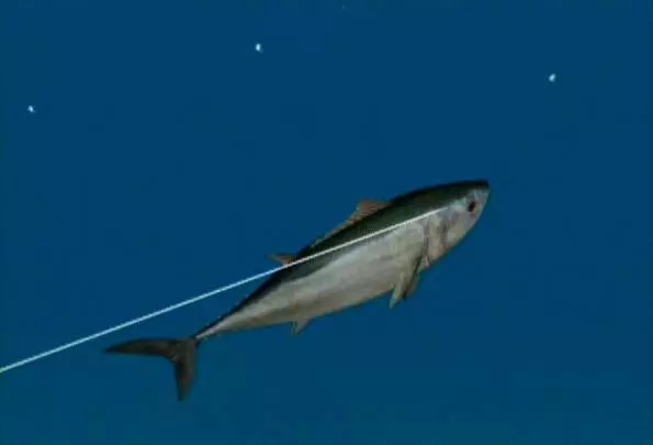 Reel Fishing Angler's Dream - Wii