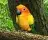 Discovery Kids: Parrot Pals