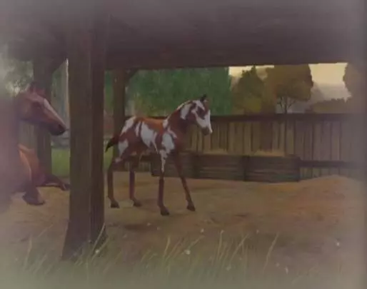 Horse Life Adventures