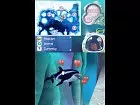 Petz Dolphinz Encounter - Pantalla