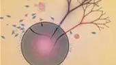 Eufloria *vita *mete en noti Debut Trailer