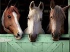 Pony Friends 2