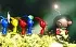Pikmin