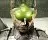 Splinter Cell: Blacklist