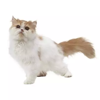 Nintendogs + Cats - 3DS