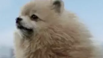 Tokyo Jungle: Anuncio (Japonés)