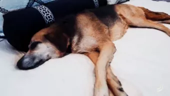 Un creativo pone a prueba Unreal Engine 5: 10.000 millones de polígonos con su perro echándose la siesta