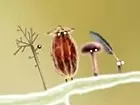 Botanicula: Teaser Trailer