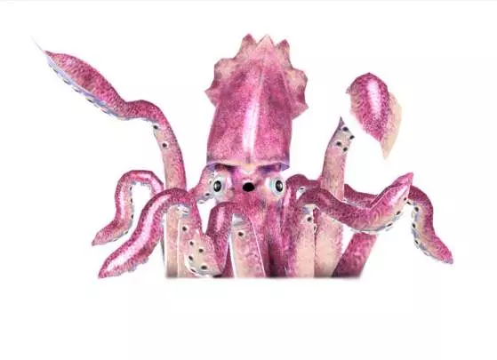 Gon Paku Paku Paku Paku Adventure