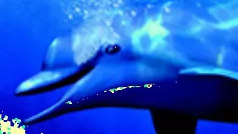 Ecco the Dolphin podría tener nueva entrega