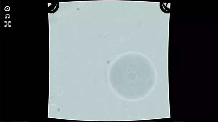 The Basement Collection