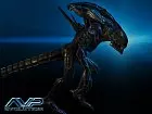 Aliens vs Predator Evolution 